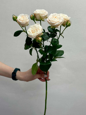 Цветы поштучно: Роза кустовая пионовидная «Bombastic»